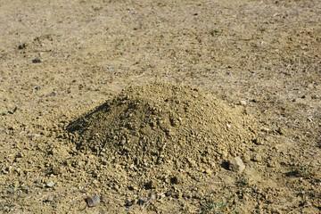 molehill has made mole soil cluster, mole earth heap,