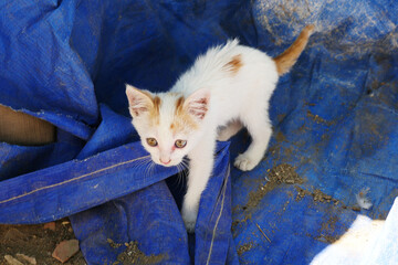 tiny kitten, puzzled tiny white-yellow kitten, very small,