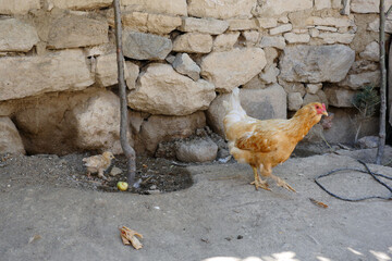 brotherhood of animals, the world of animals,