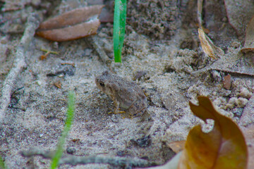 Toad Camouflaged in the Sand