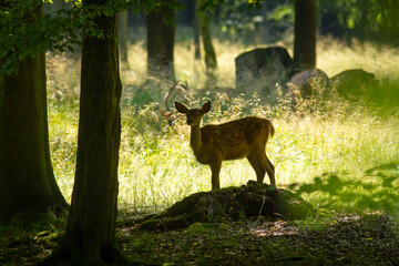 Rotwildkalb blickt in die Ferne.