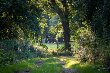 Naklejka premium Waldweg