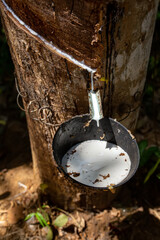 Natural rubber, rubber extraction from Hevea wood. White hevea juice - 367398266