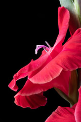 Gladiola Flower Stalk Blooming Macro on Black Background Close-up