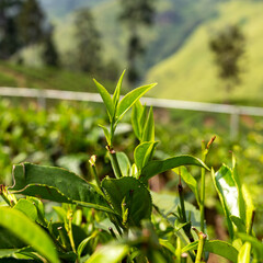 Leaves of a tea tree bush close-up on the background of the plantation