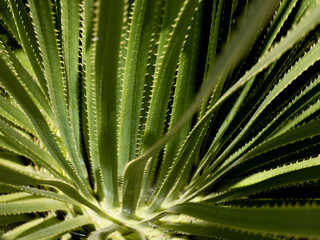 Fototapeta premium Succulent Spikes Bunch