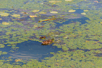 Wild duck with little ducklings swimming in a lake covered with green duckweed