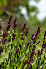Photo of young mossy sage, beautiful purple flowers, green background.