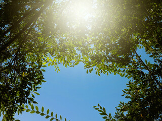 Sunny Sky through Branches