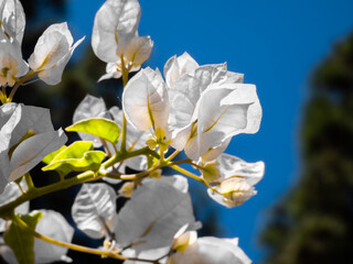 White Petals in the Sun