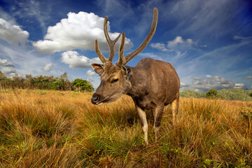 Deer on a background of beautiful sky and clouds.