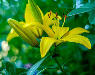 Obraz premium Asiatic Day Lily 3
