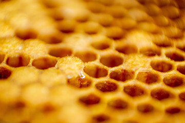Macro photo of a bee hive on a honeycomb with copyspace. Bees produce fresh, healthy, honey....