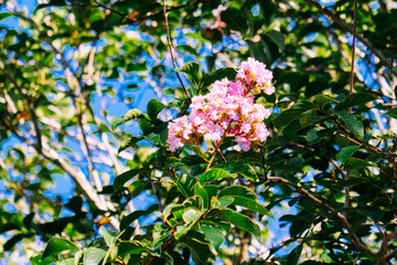 Pink crepe myrtle flower in summer