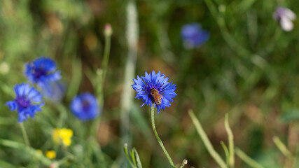 A bee collects pollen on cornflower petals in a field, close-up with a blurred background. Blue cornflower flower in the garden. Production of honey on wildflowers by bees.