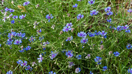 Blue cornflowers on a field in Russia. Summer landscape on nature with blue cornflower field, desktop wallpaper, cornflower flower background. Wildflowers. Banner for web site