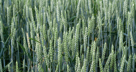 Green spikelets of wheat stood out against background of blurred wheat field. Oats rye barley. Juicy fresh unripe ears of young cereal on nature in spring-summer field close-up macro. Banner web site