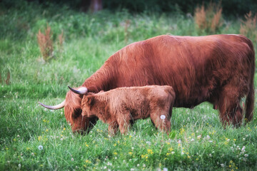 Highland Cattle mit Kälbchen