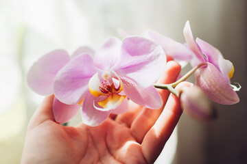 Purple orchid phalaenopsis. Woman taking care of home plants. Close-up of female hands holding...