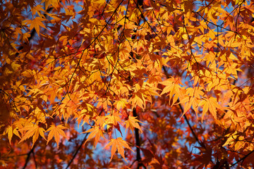 Momiji Ginkgo Japan