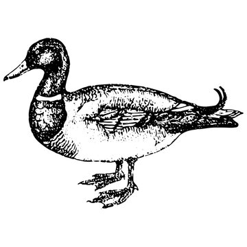 recommend clip art: Vintage engraving of a duck