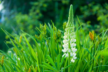 Close up of white flowers of Lupinus, commonly known as lupin or lupine, in full bloom and green grass in a sunny spring garden, beautiful outdoor floral background photographed with soft focus.