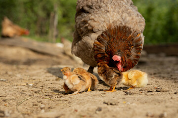 Closeup of a mother chicken with its baby chicks on the farm. Hen with baby chickens