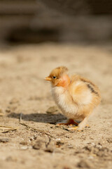 portrait of Easter little fluffy yellow chicken walking in the yard of the village on a Sunny spring day