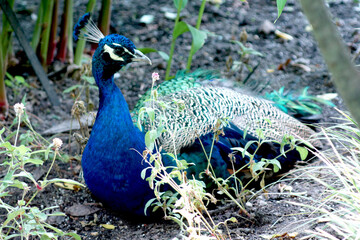 Obraz premium male peacock sitting in flowers