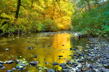 Obraz premium Silver Creek in silver falls state park, reflecting the golden autum colors, Oregon.