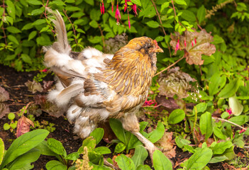 Americana Chicken molting.  Only one tail feather left.  The hen appears to be embarrassed because...