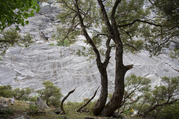 Tree in the mountains