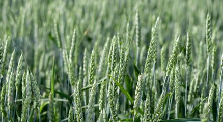 Green spikelet of wheat stood out against blurred wheat field. Oats, rye, barley. Juicy fresh unripe ears of young green wheat on nature in spring and summer field closeup macro. Banner for web site