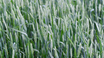 Green spikelets of wheat stood out against background of blurred wheat field. Oats rye barley. Juicy fresh unripe ears of young cereal on nature in spring-summer field close-up macro. Banner web site