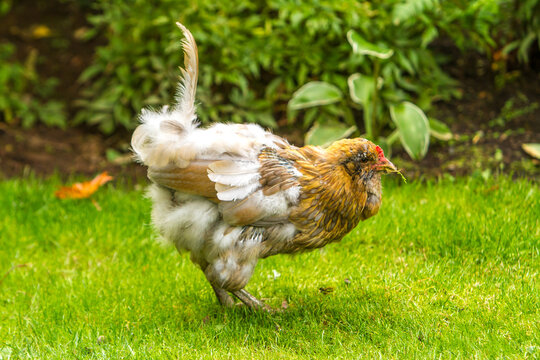 Americana Chicken molting.  Only one tail feather left.  The hen appears to be embarrassed because of the lack of feathers