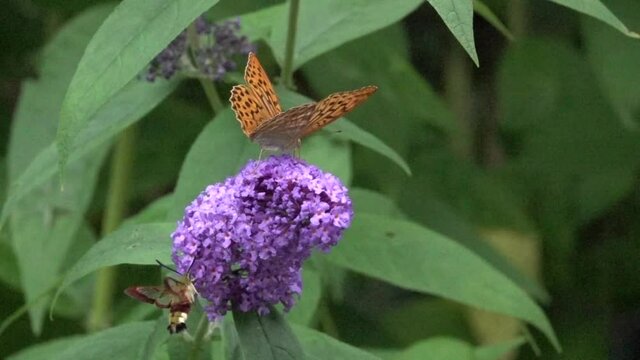Kaisermantel &nbsp;(Argynnis paphia)&nbsp;und Hummelschw&auml;rmer&nbsp;(Hemaris fuciformis)