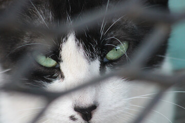Gato pelaje blanco con negro con mirada desafiante  y fría detrás de rejas.