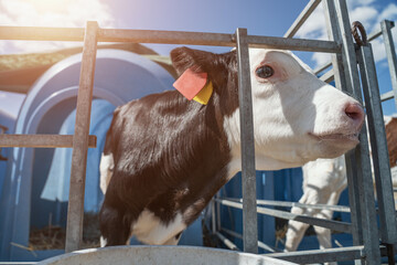 Young cute calf in box or calf-houses at dairy farm. Breeding cattle for production of dairy or milk products. © DedMityay