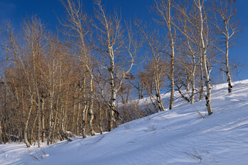 Fototapeta na wymiar Stand of Aspen trees on snow covered hill in Idaho off highway 32