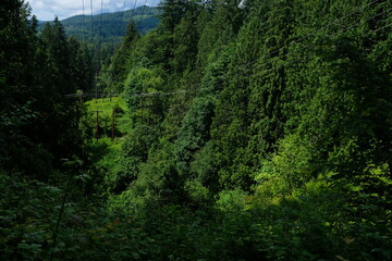 green forest in the morning