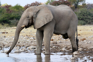 Elephant drinking at the waterhole, looks like it only has three legs