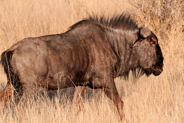 Wildebeest in the grass