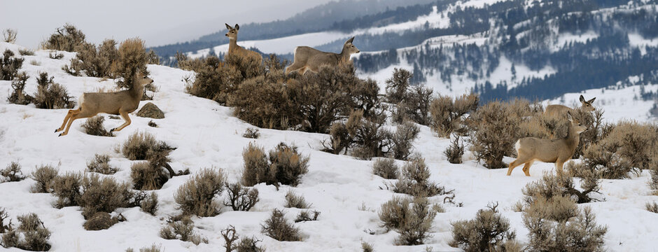 Panorama of watchful Mule Deer jumping in early morning at Jardine Road Gardiner Montana in winter