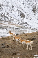 Synchronized heads of cautious Pronghorn Antelope in winter at Old Yellowstone Trail South Gardiner...
