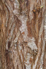 Bark of Russian Olive or Oleaster (Elaeagnus angustifolia)