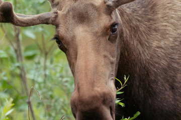 The moose is staring at me, Denali National Park