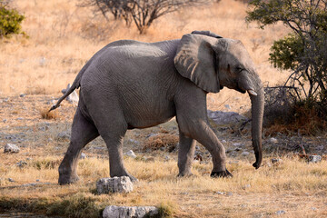 Fototapeta premium Elephant walking away