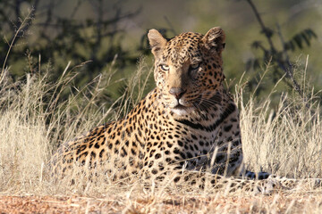 Leopard resting on the ground