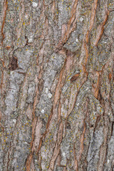 Bark of Red or Swamp Maple (Acer rubrum)