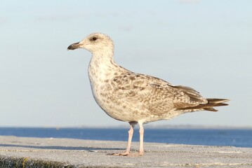 seagull on the beach